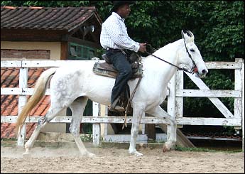 SERTANEJA DA CONQUISTA