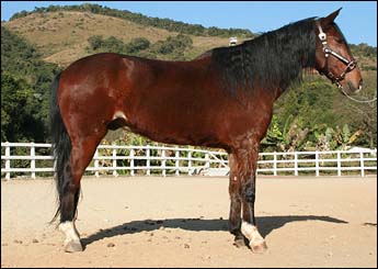 ANTARES DA CONQUISTA
