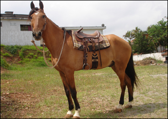 XERIFE DO ZANTUM