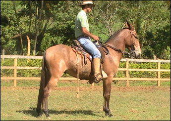 SULTÃO