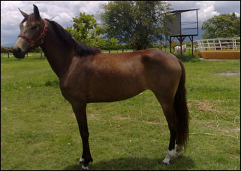 ALVORADA