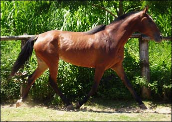 CALYPSO