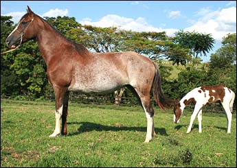 INAYARA DO ZOO