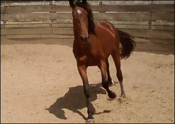 SPYKE DOCKIE LALD