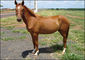 BARBI
