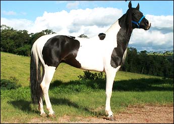 VENTANIA DA ELI