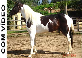 DIPLOMATA DO RASF