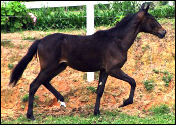 FOGUETE DA LUA FORTE