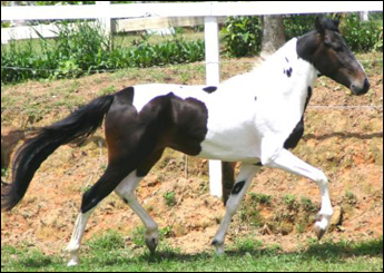ESTIO DA LUA FORTE