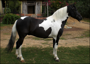 CACIQUE