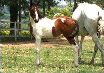 JAVANA DO JAÓ