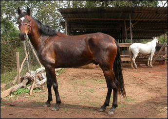 DRAGAO CHARRETEIRO