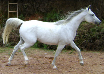TARANTIA