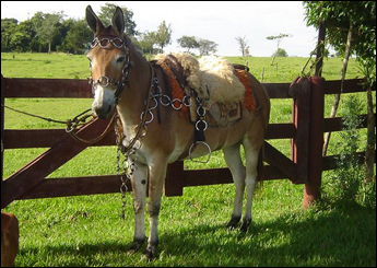 DORIANA DO RIO VERDE