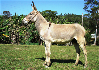 SANSÃO