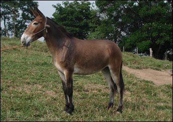 ESMERALDA DO PARAOPEBA