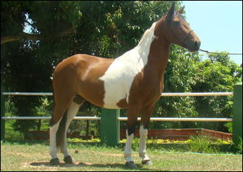 MANDARIM RJR