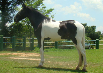 FURACÃO RJR