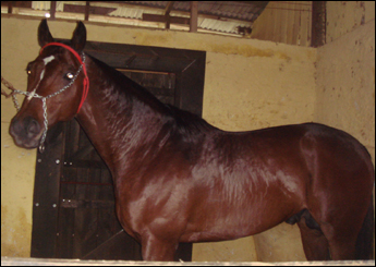 COXIZI