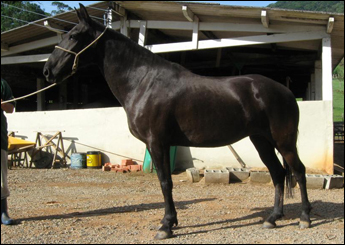 TROVOADA