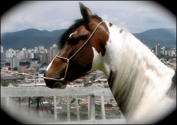 COLORADO PAULISTA