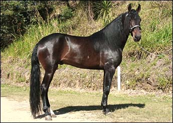 HEITOR