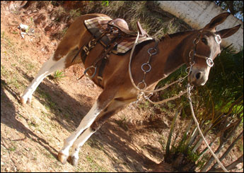 BRAÚNA DO ZANTUN