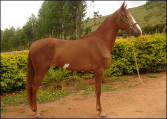 VARANDA MB