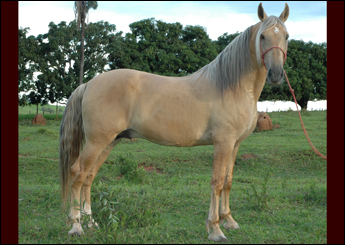 QUAZAR