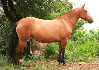 QUEIXA DO CAMPO