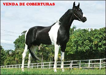 JOBISON DO JAÓ