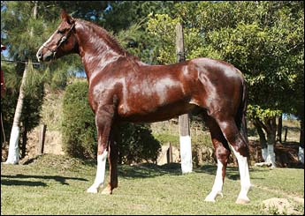 INDIANO RA