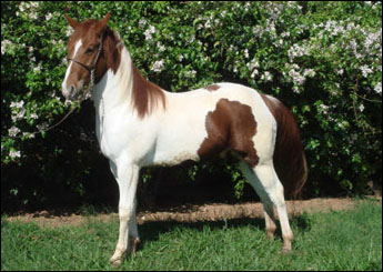 KID SHALYN PAS