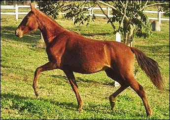 ONÇA DA PINDA