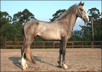 CACIQUE JURRY