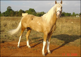 CARANDA DA FAZENDA CAPOAVA (TE)