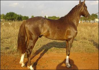 CIGANO DO ALQUEIRÃO
