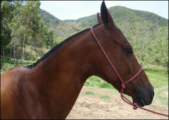 CIRIGUELA DA CASTANHEIRA