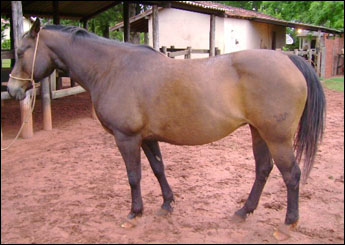 GRAÇA SOLANO KRB