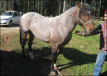 ORIENTAL PUACÁ