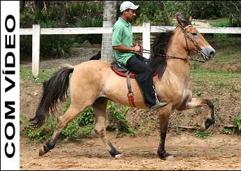JORNALISTA DO RASF