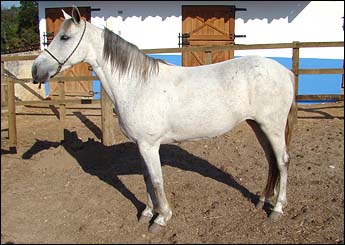 GAMELA