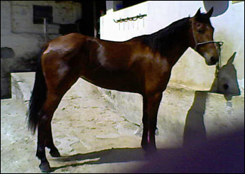 GATA ZORERRO VS