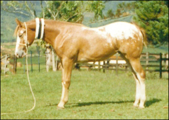 DENGOSA PCA