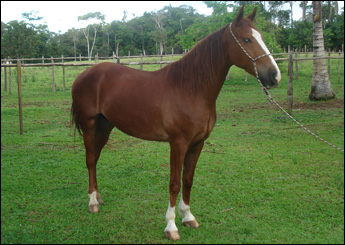 GRANFINO