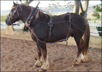 FARROUCHE DO ISEP