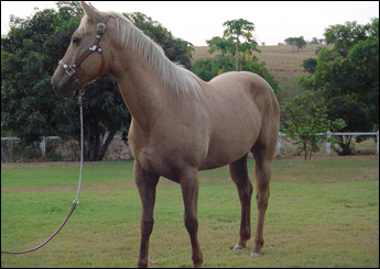 ZORRA O'LENA SAN