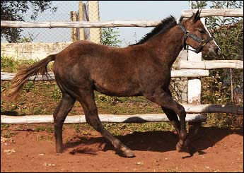 GAMITA CUTTER ZORRERA