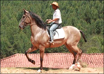 UMBROSO INTERAGRO