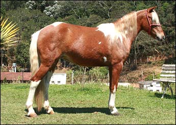 CONSUELO